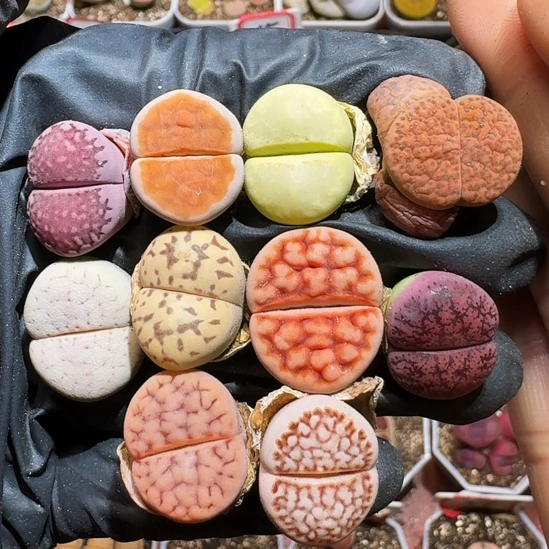 生石花等1111111。    501