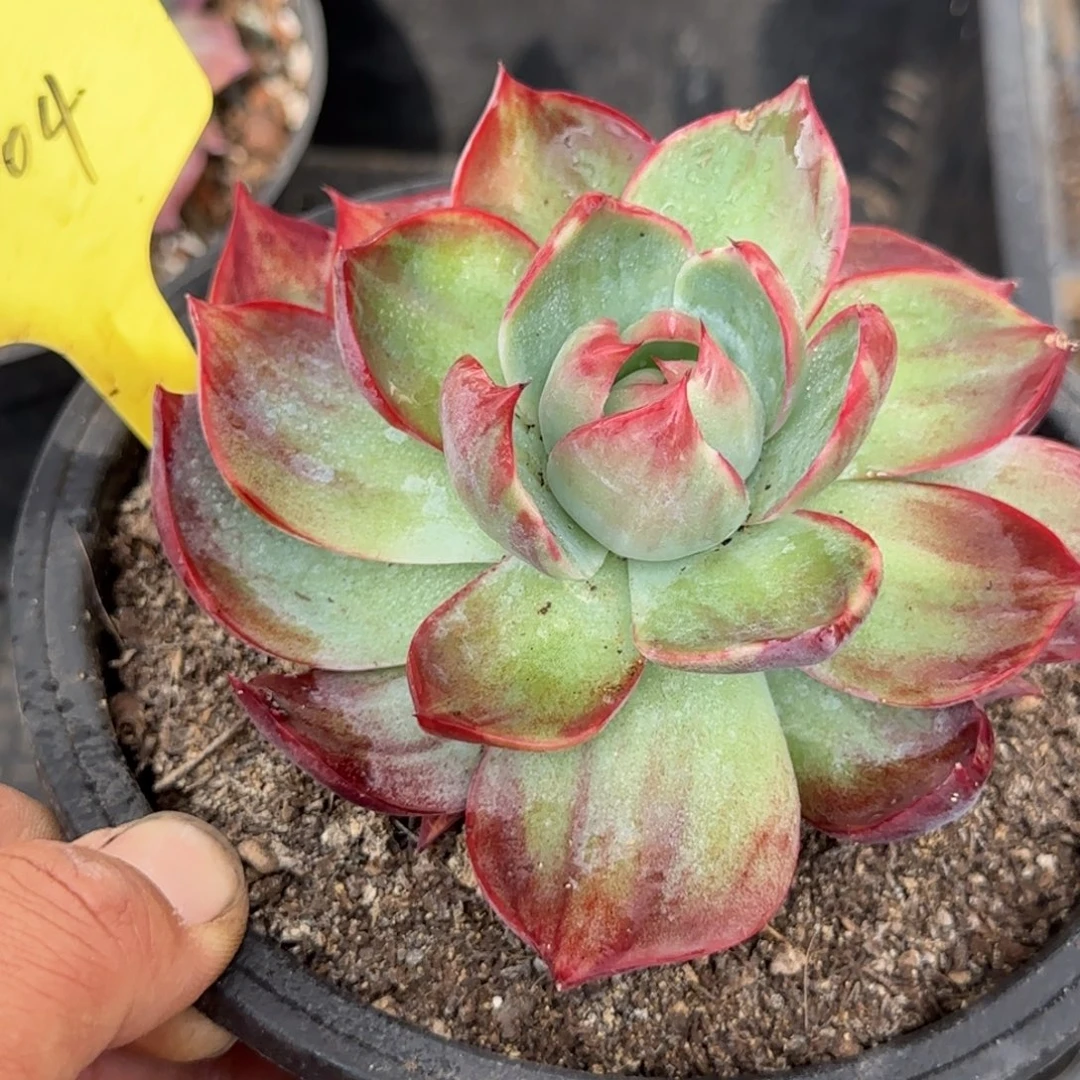 惊鸿一物一拍包装收缩花旱404