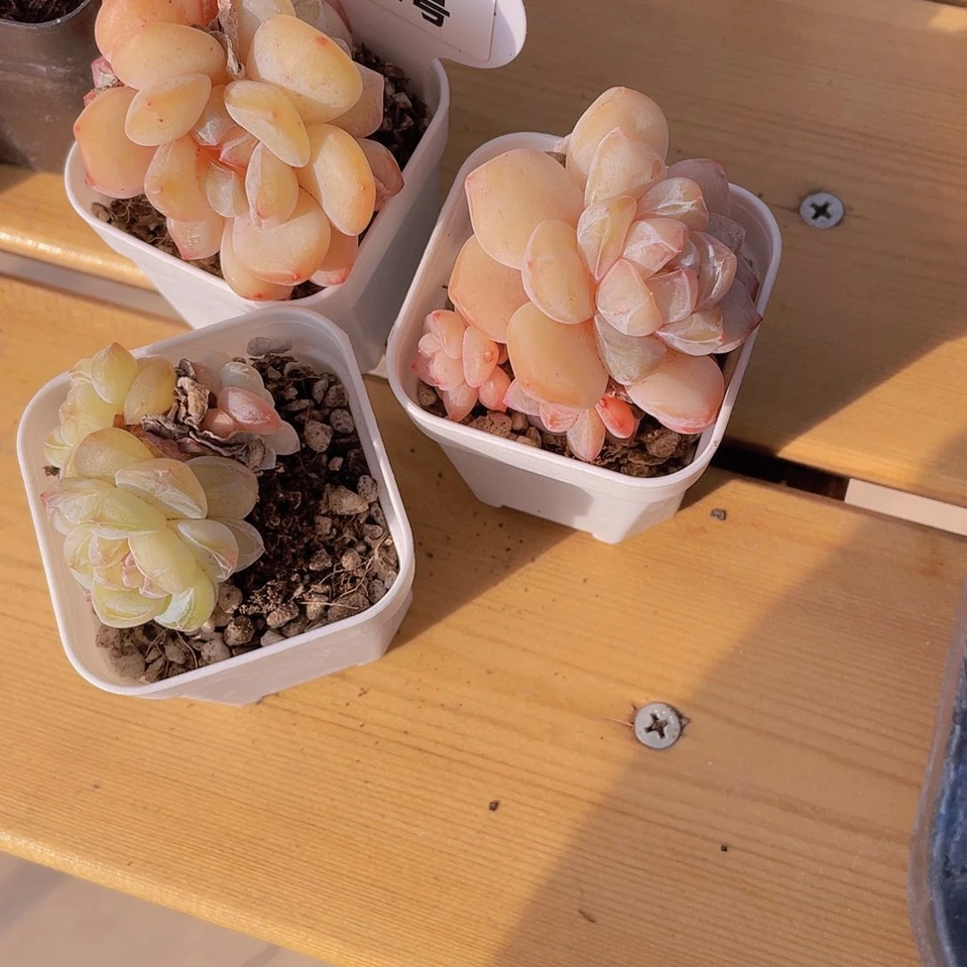 1012号 元旦福利大白兔糖心多头群一颗