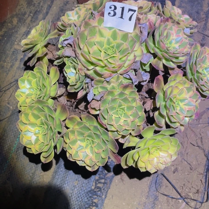雨荷多肉植物多肉317