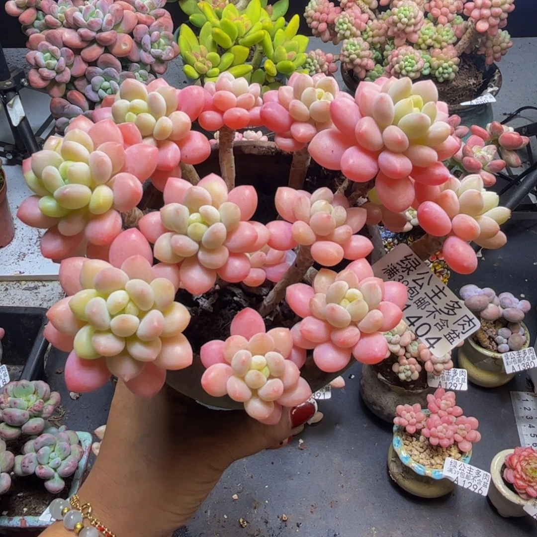 冰淇淋鱼子酱1404/12cm