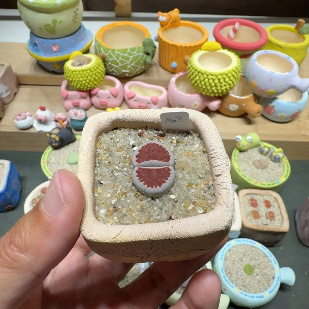 蘑菇289红窗红窗