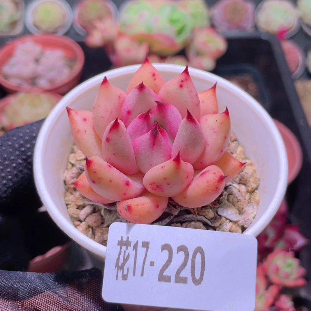 花利美17-220红颜密语