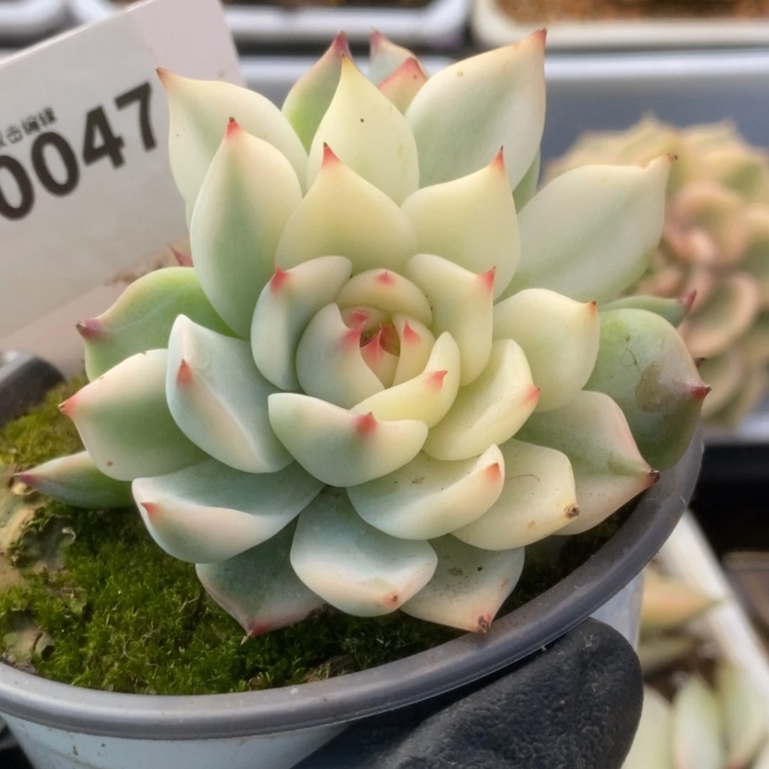 047一线天锦锦锦锦锦锦锦
