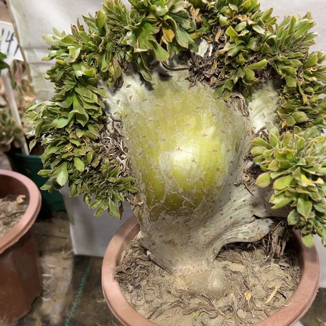 多肉植物原始绿缀花394