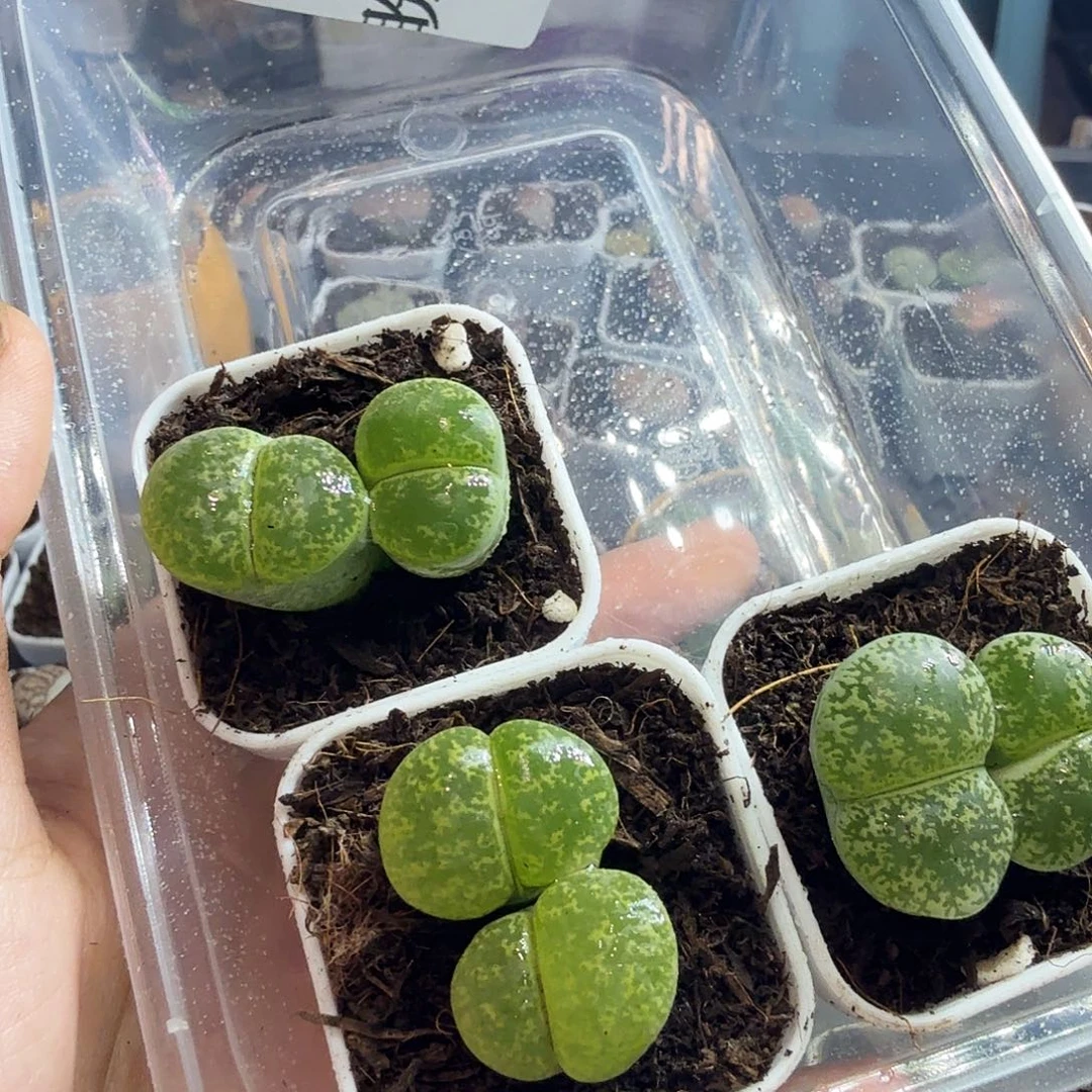 我***了多肉葡萄的季节来139