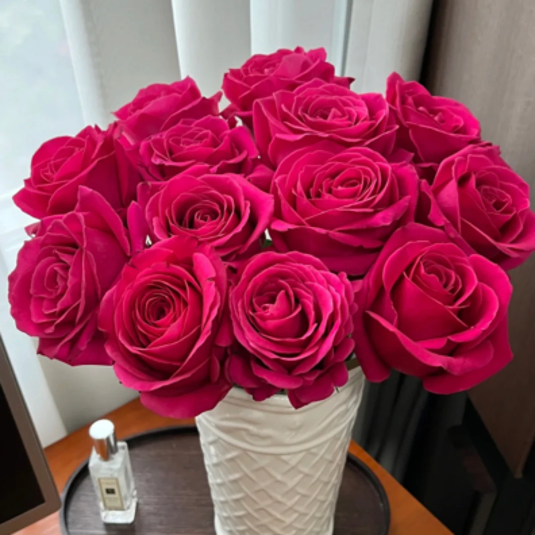 【弗洛伊德】玫瑰20支装、无土栽培种植、山东日照源头基地直发