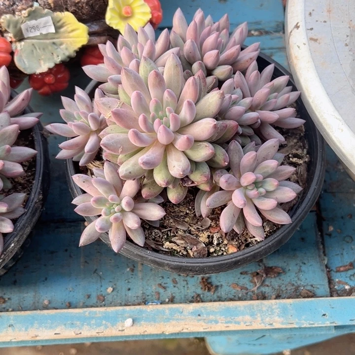 精品多肉植物老桩
