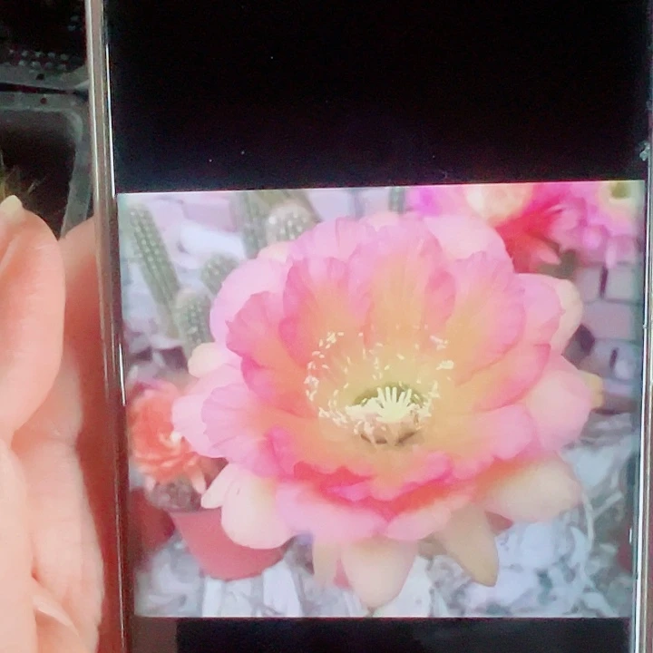 毛花柱ASD19侧芽拍一发二