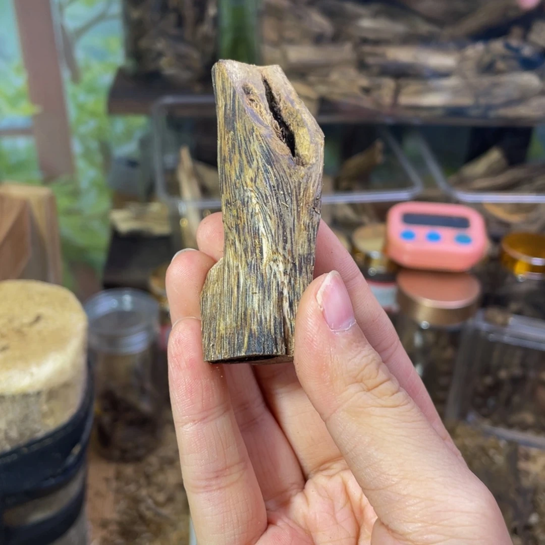 沉香碎屑沉香虫漏12克100