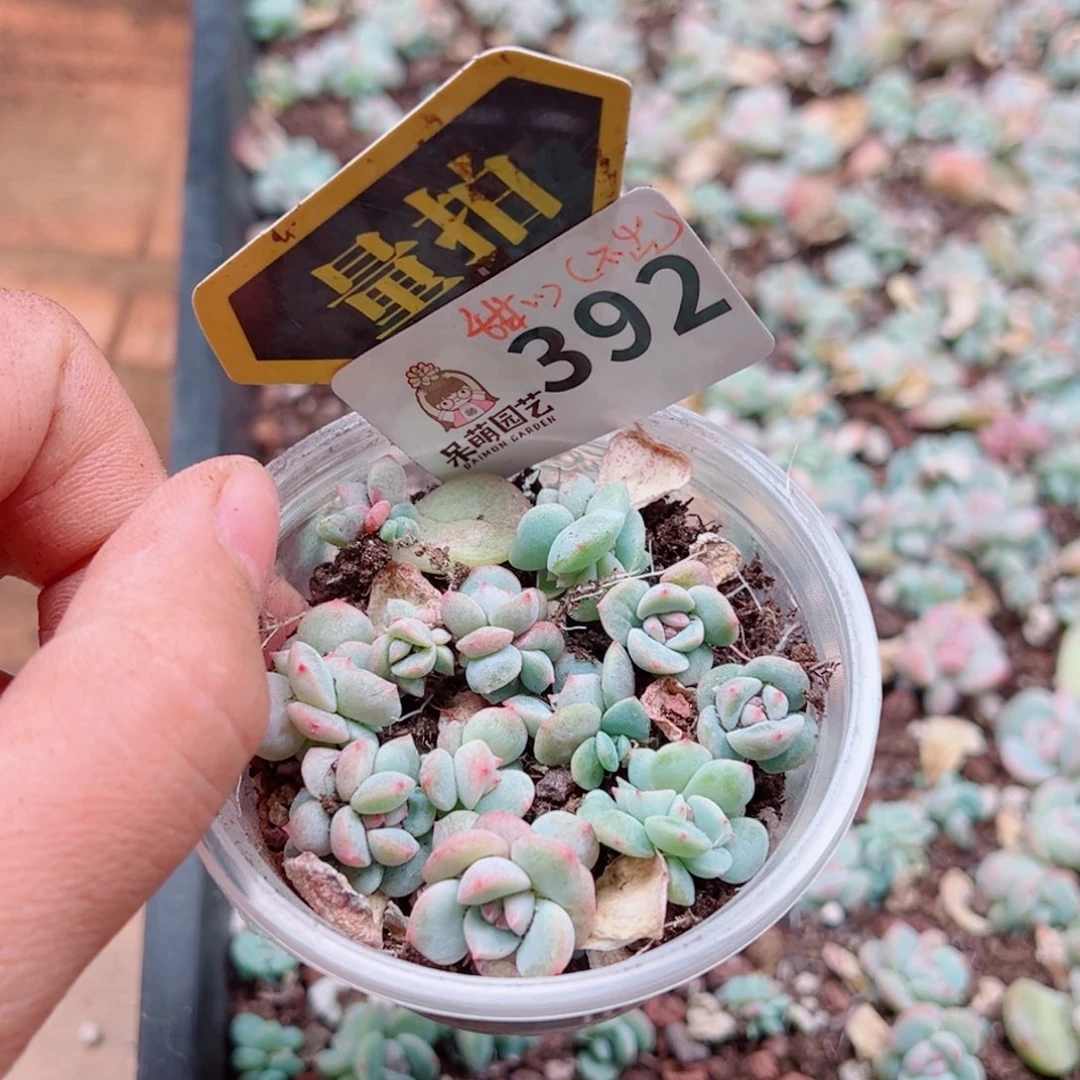 当前无花朵，栽培后可花朵