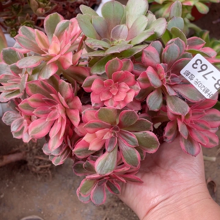 763黑膜锦嫁接多肉123446789