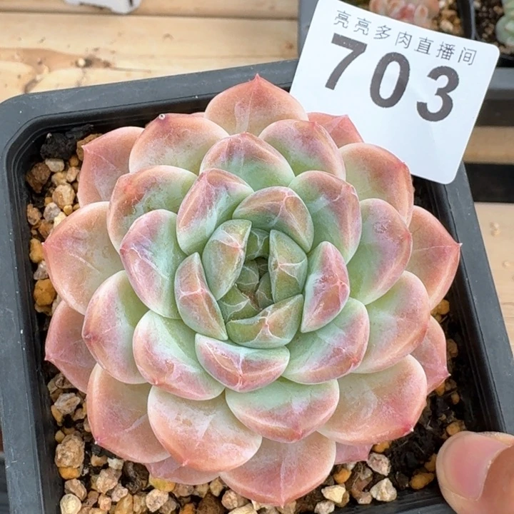 冰魄福利         今日新品上新多肉植物