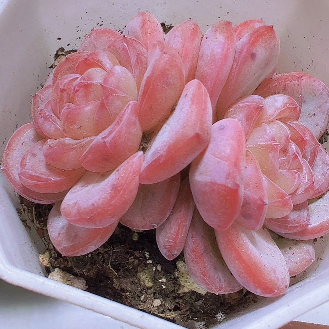 双头星星珍妮2盆19包邮