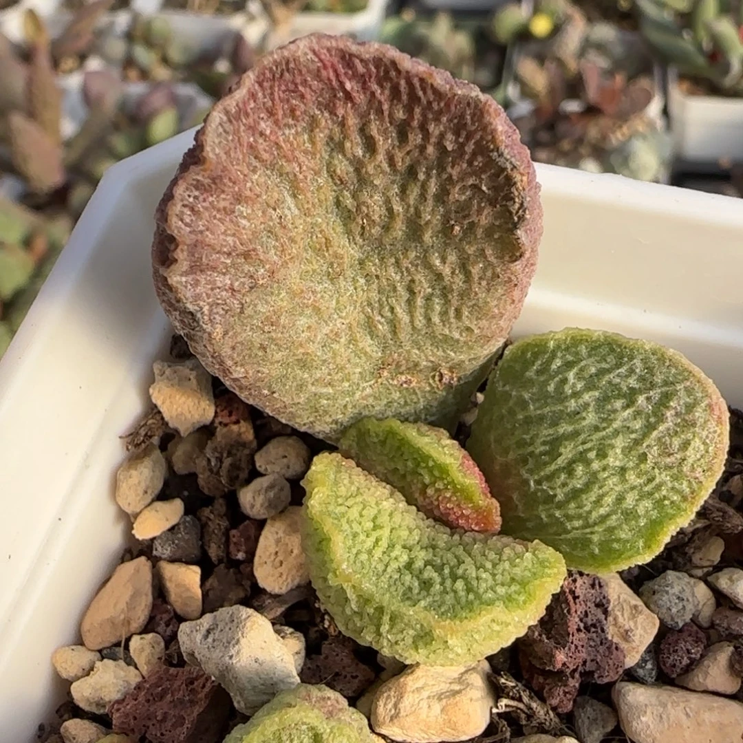 园艺水泡多肉植物