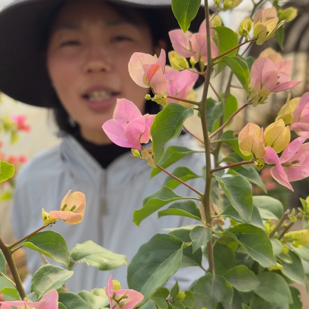 完全开放（粉可爱）三角梅会掉花掉叶有大有小