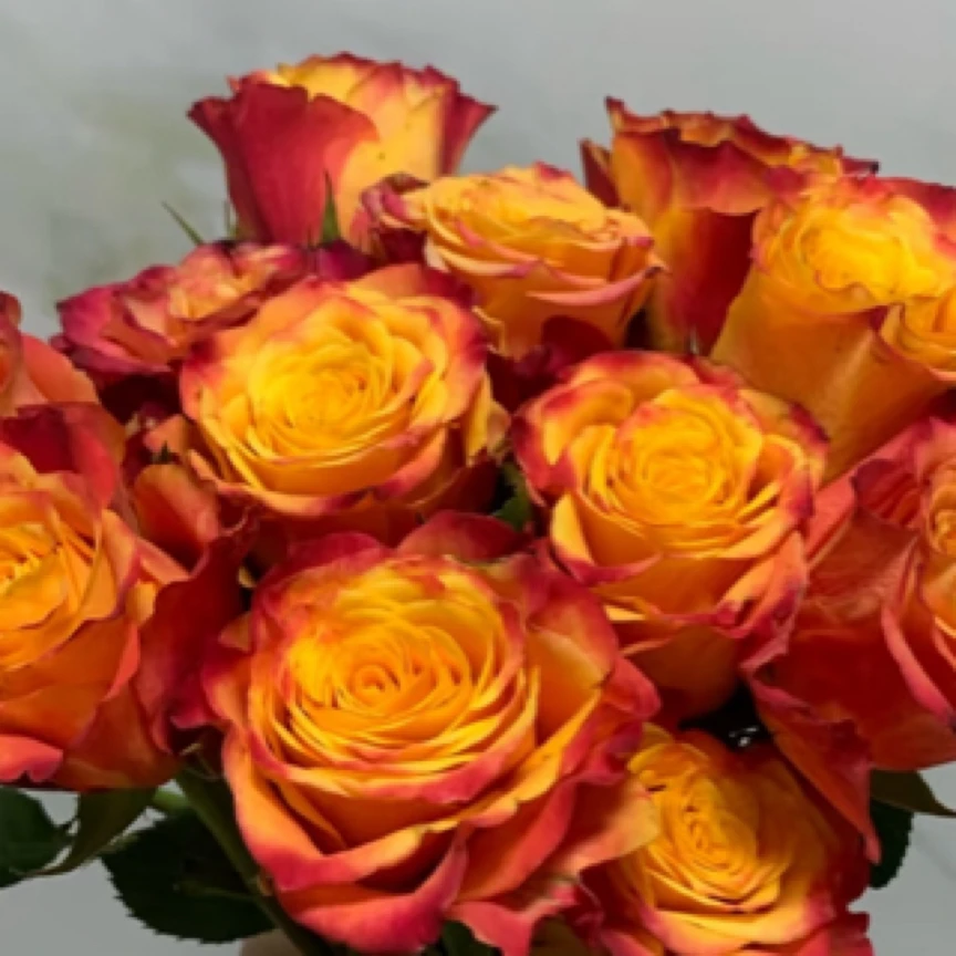 枝繁叶茂，火焰玫瑰 红红火火颜色多变