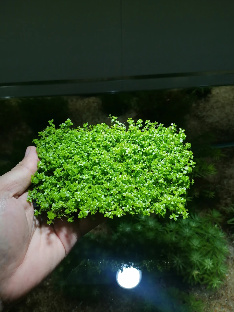 【高珍珠网框】水草坨草福利难度低形态美丽水草中景后景草懒人水草