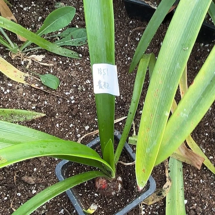 妈****袄贵妇原盆原土1851