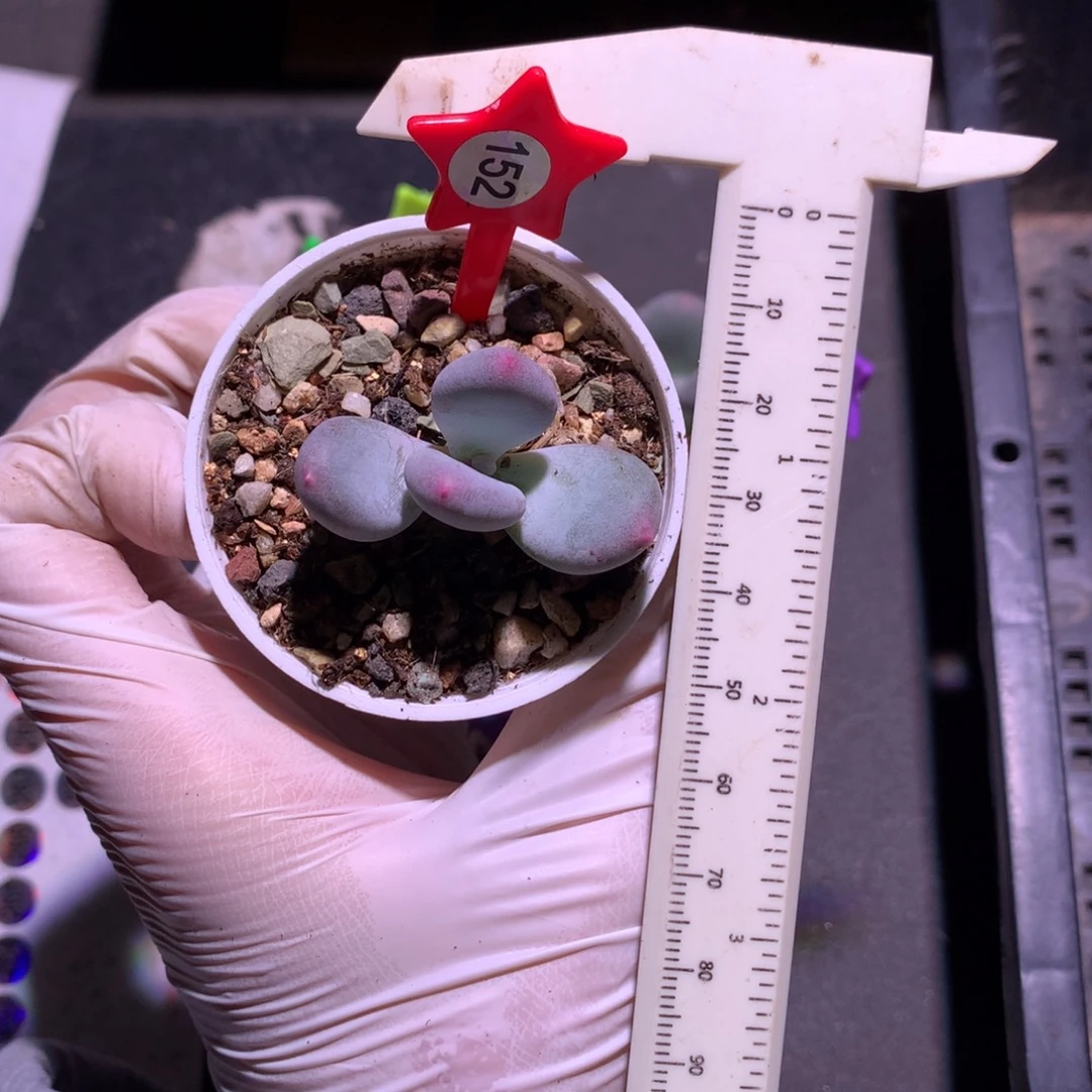 黄金鸡蛋大叶奶大叶奶