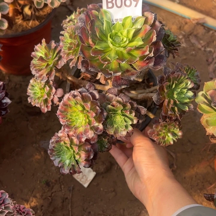 红铜中班多肉植物069.