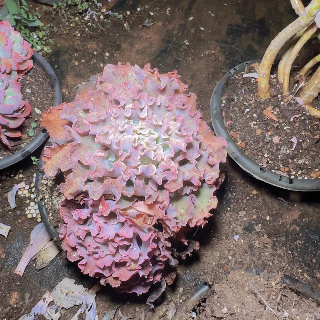 盆栽高沙多肉1颗