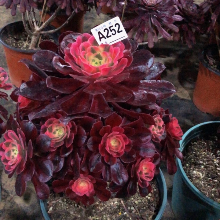 阿*美杜莎多肉252000000000