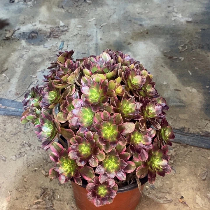 安娜多肉植物79。