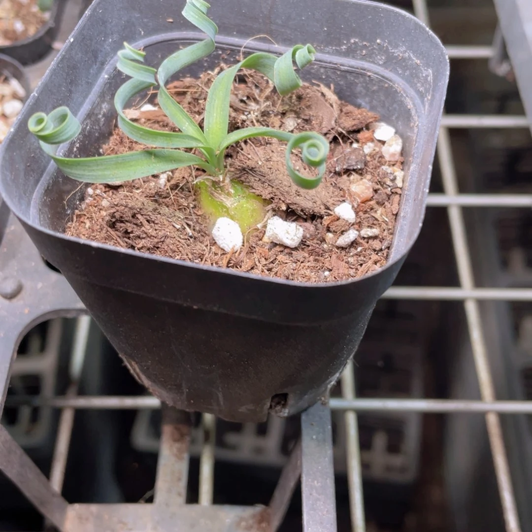 宽弹簧草多肉9.9包邮发货