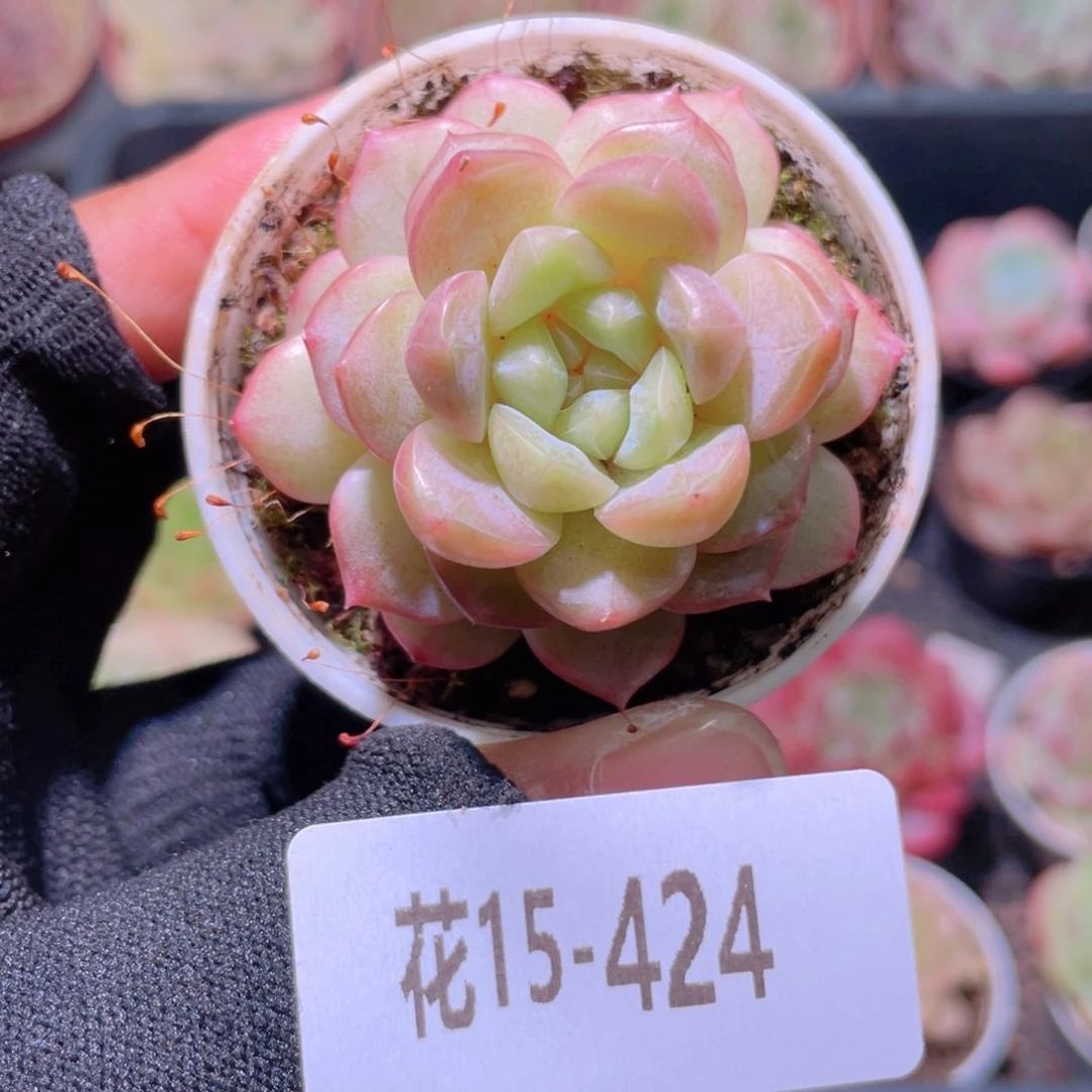 花利美15-424新品