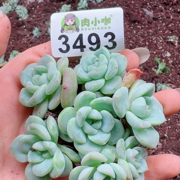 多肉植物多肉植物
