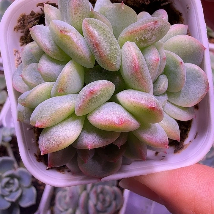 甜心221叶插苗一物一拍