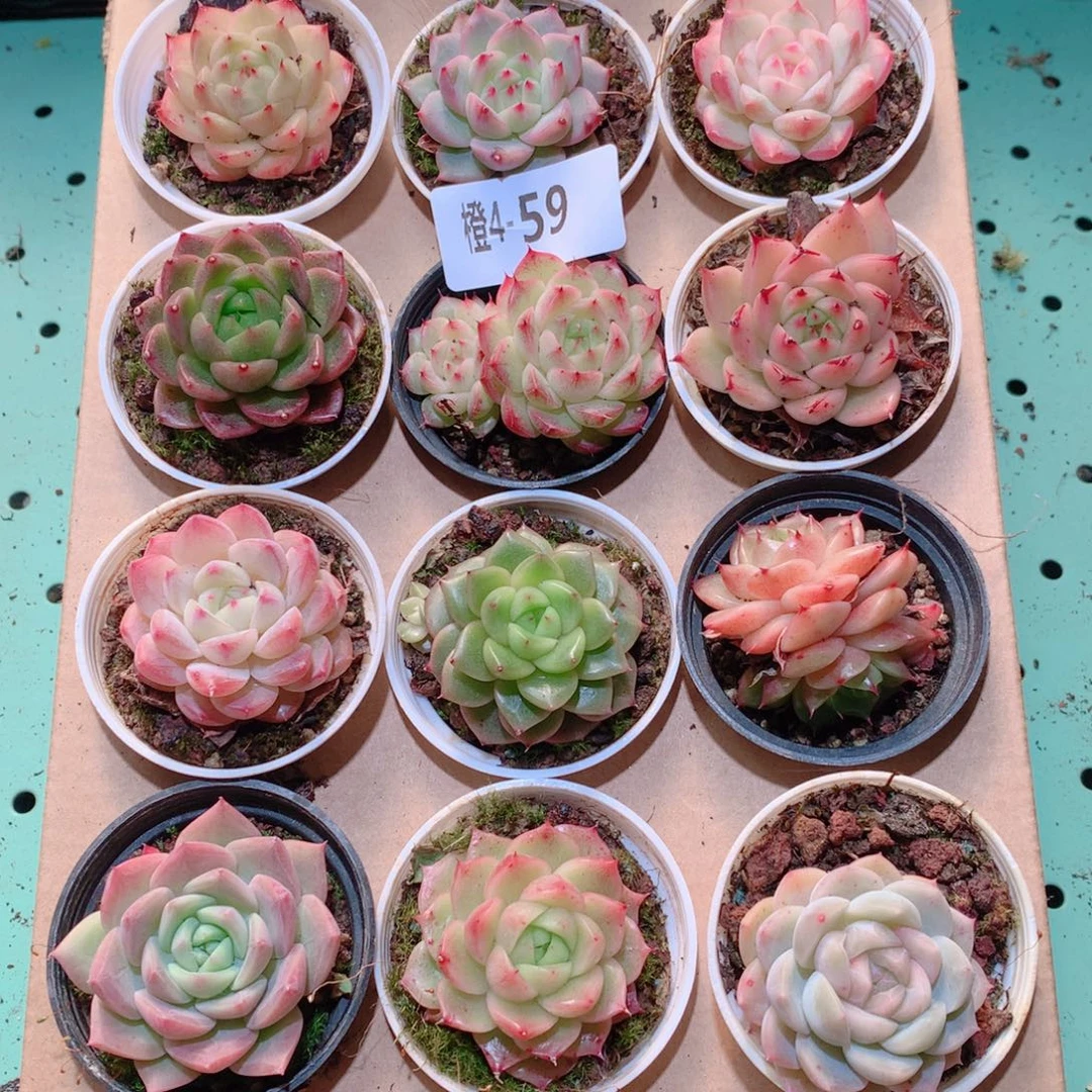 4-59一物一拍多肉带盆18颗