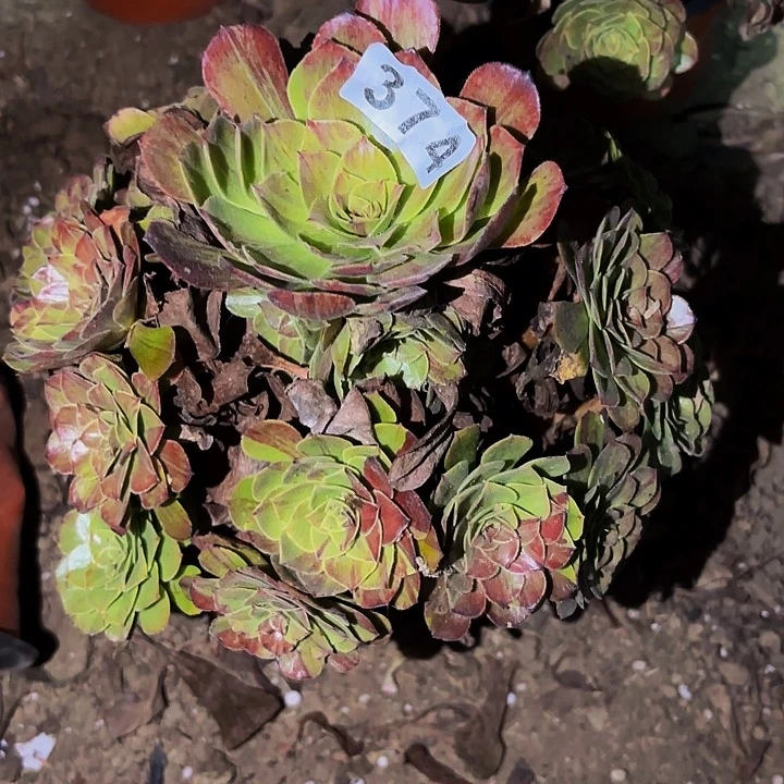 374花月夜多肉植物不售后