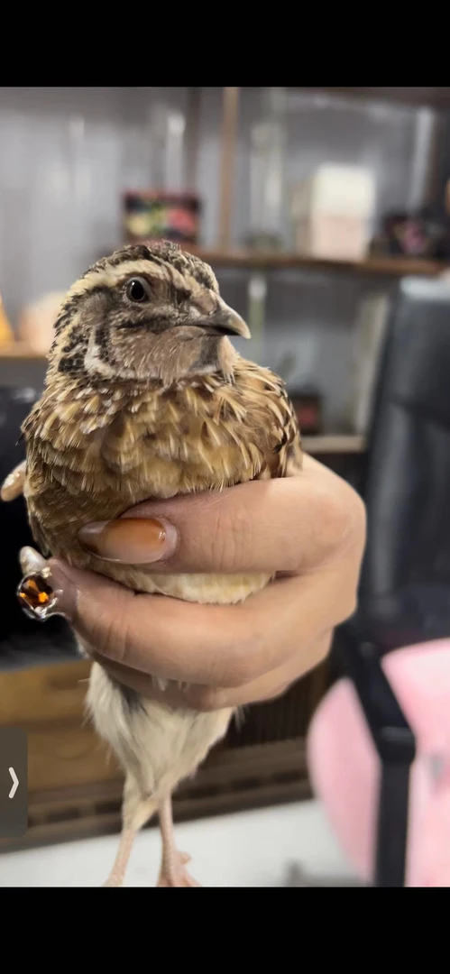 斗鹌鹑.斗鹌鹑玩具.鸟.鹌鹑