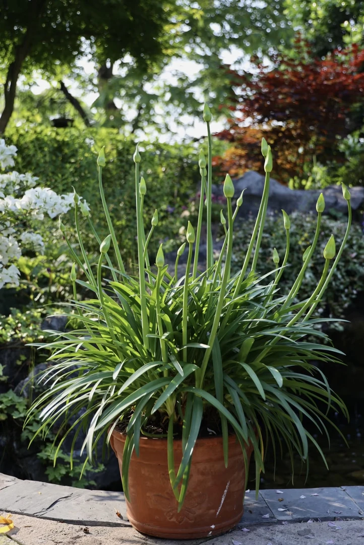 矮生百子莲月光之星 超多花剑 庭院花园阳台花卉好养植物