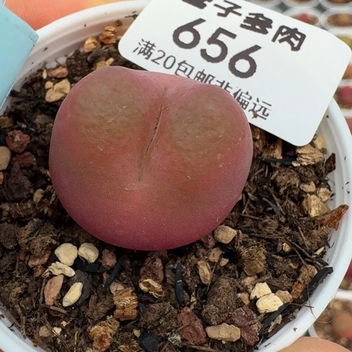 656尺寸2.3福利出脱土