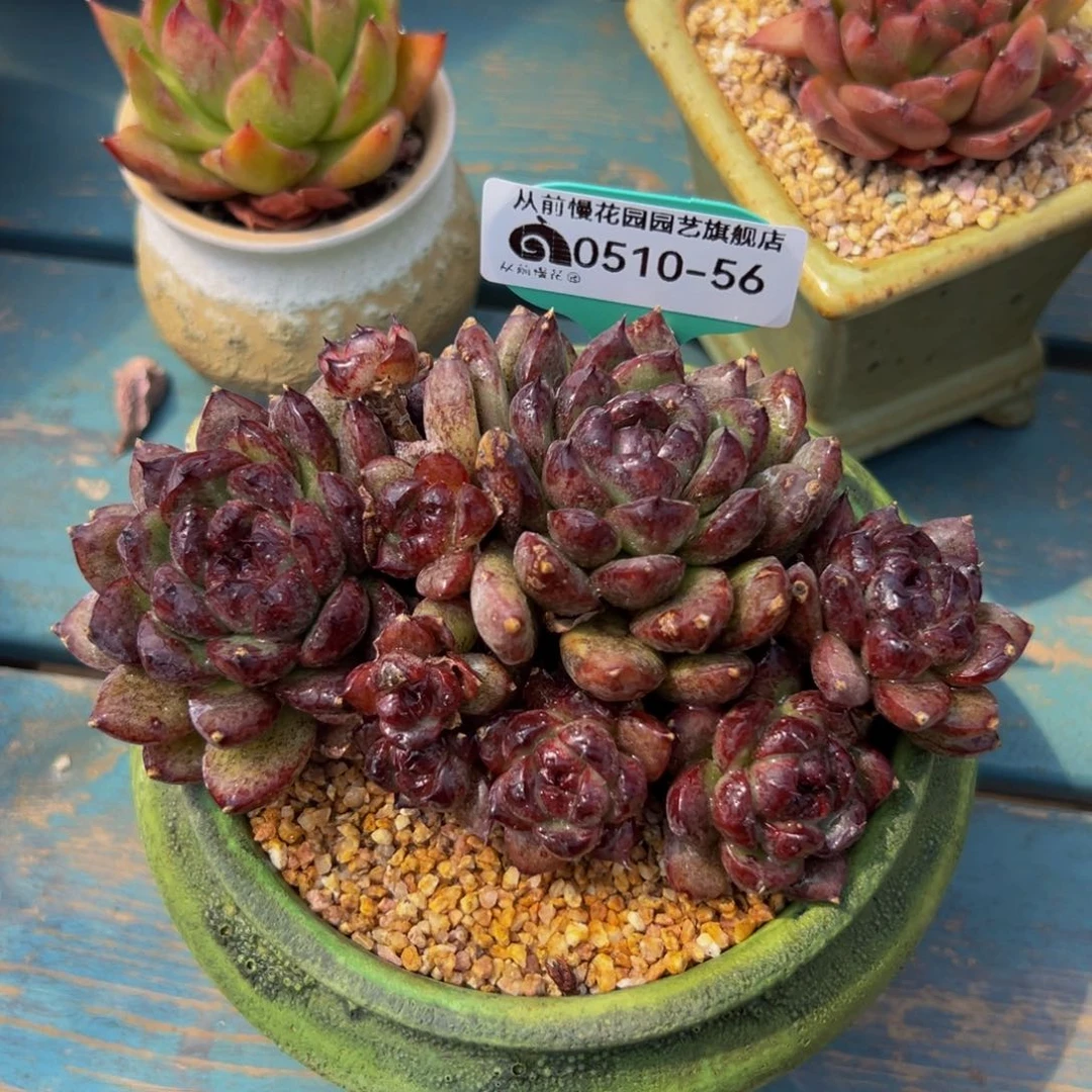 随**?多肉一物一拍0510-56带盆