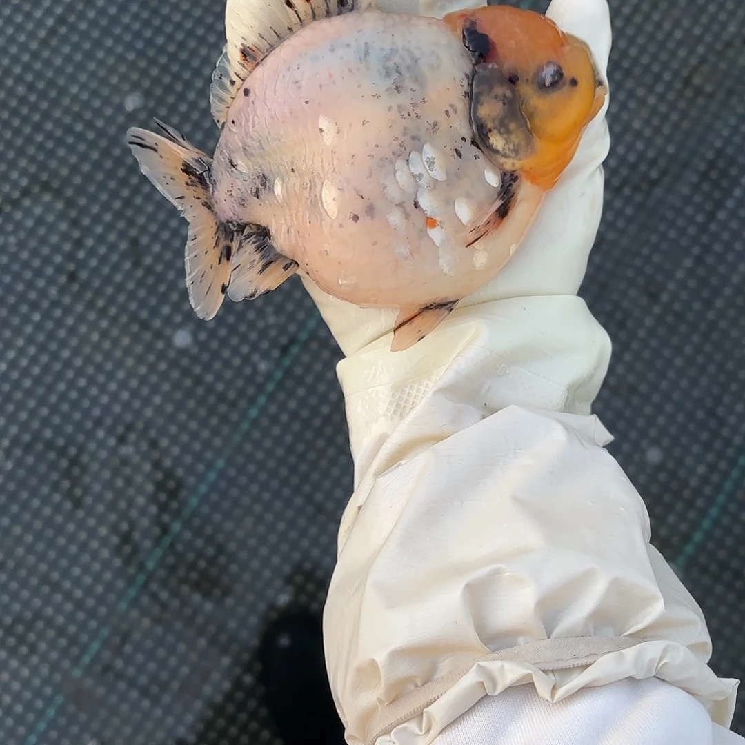 金鱼金鱼485555555475