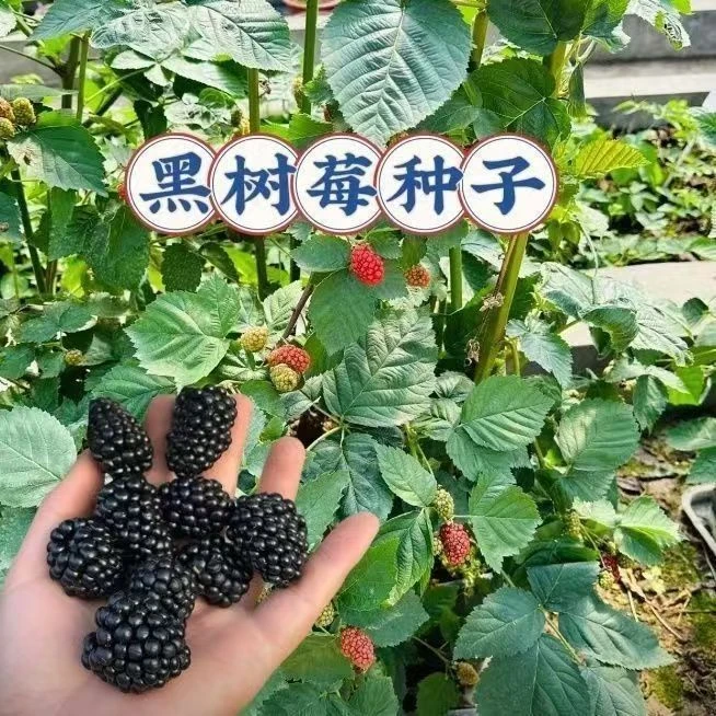 树莓种子四季精品产量高早熟四季易种植庭院黑树莓水果种籽大全