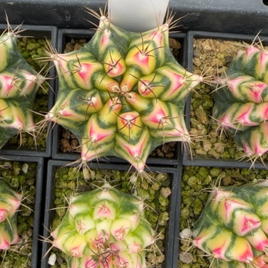 41-0222花田脱土发多肉