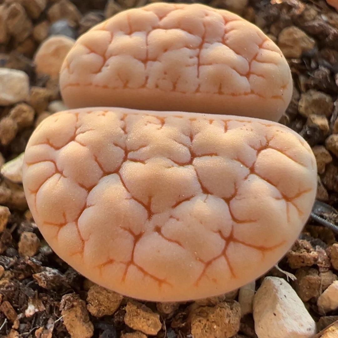荒玉374多肉百科398