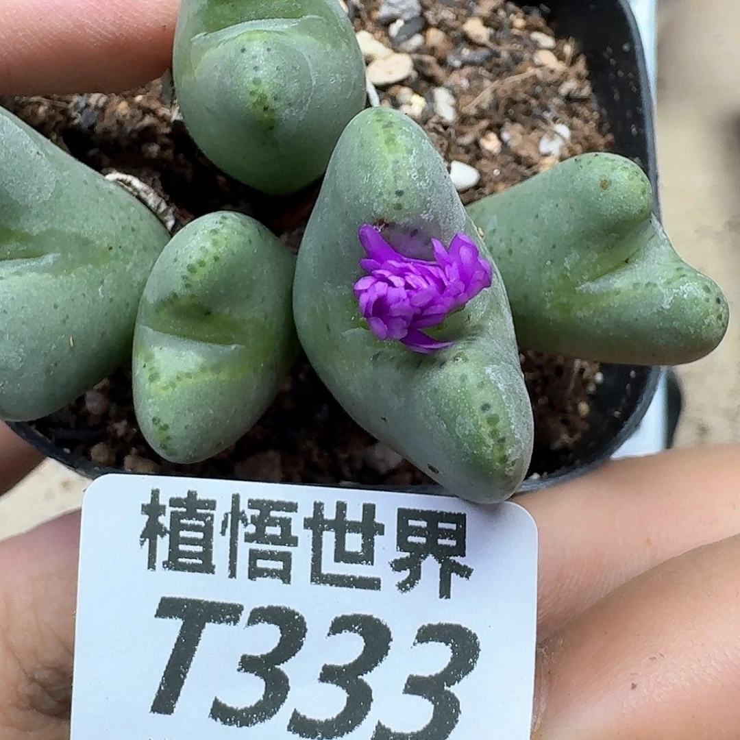 多肉植物发润泽fgbn