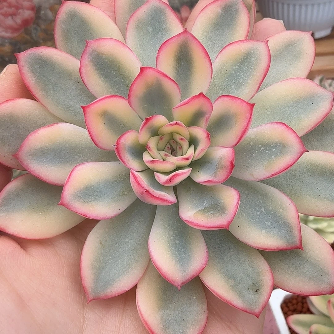 雨燕座锦，多肉植物