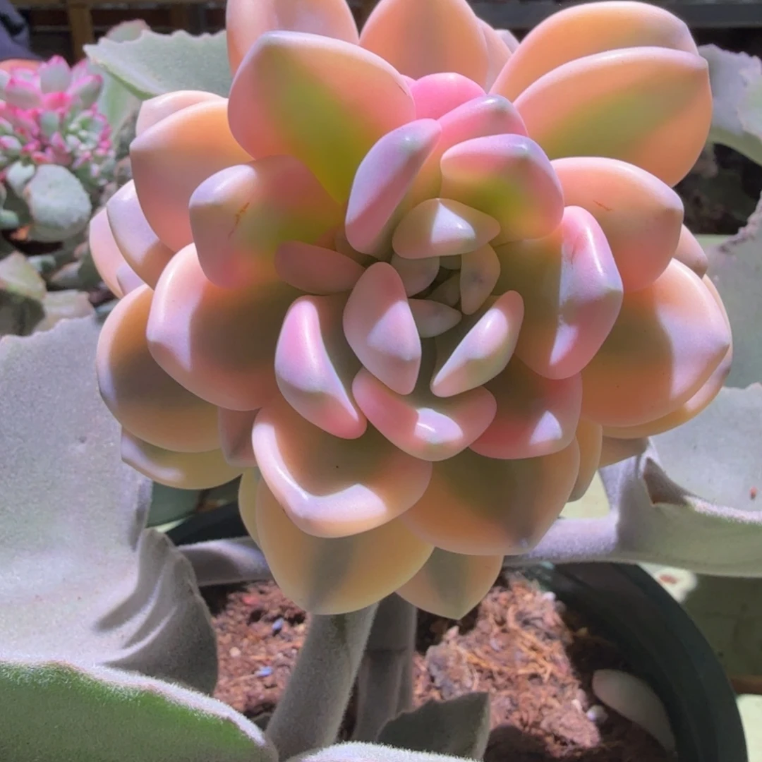 冬美人锦，锦上园艺一物一拍