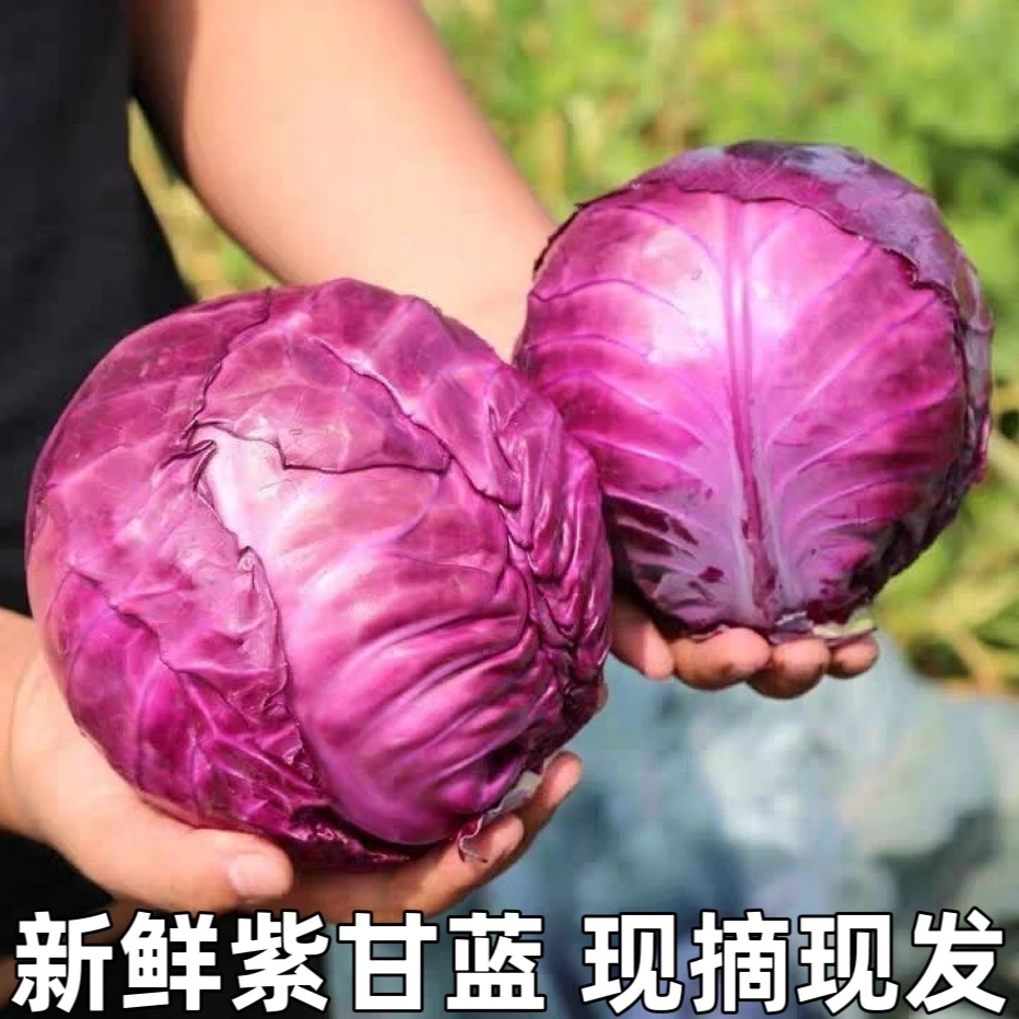 现割新鲜蔬菜沙拉菜紫甘蓝紫椰菜紫包菜卷心菜红椰菜时令蔬菜包邮