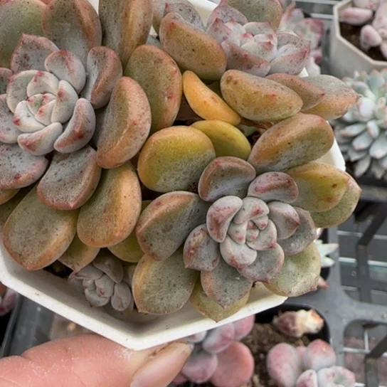 29粉布偶多肉植物多