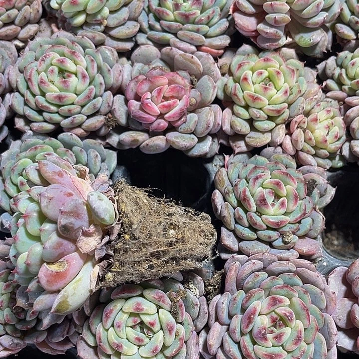 小白胖子1元带土发