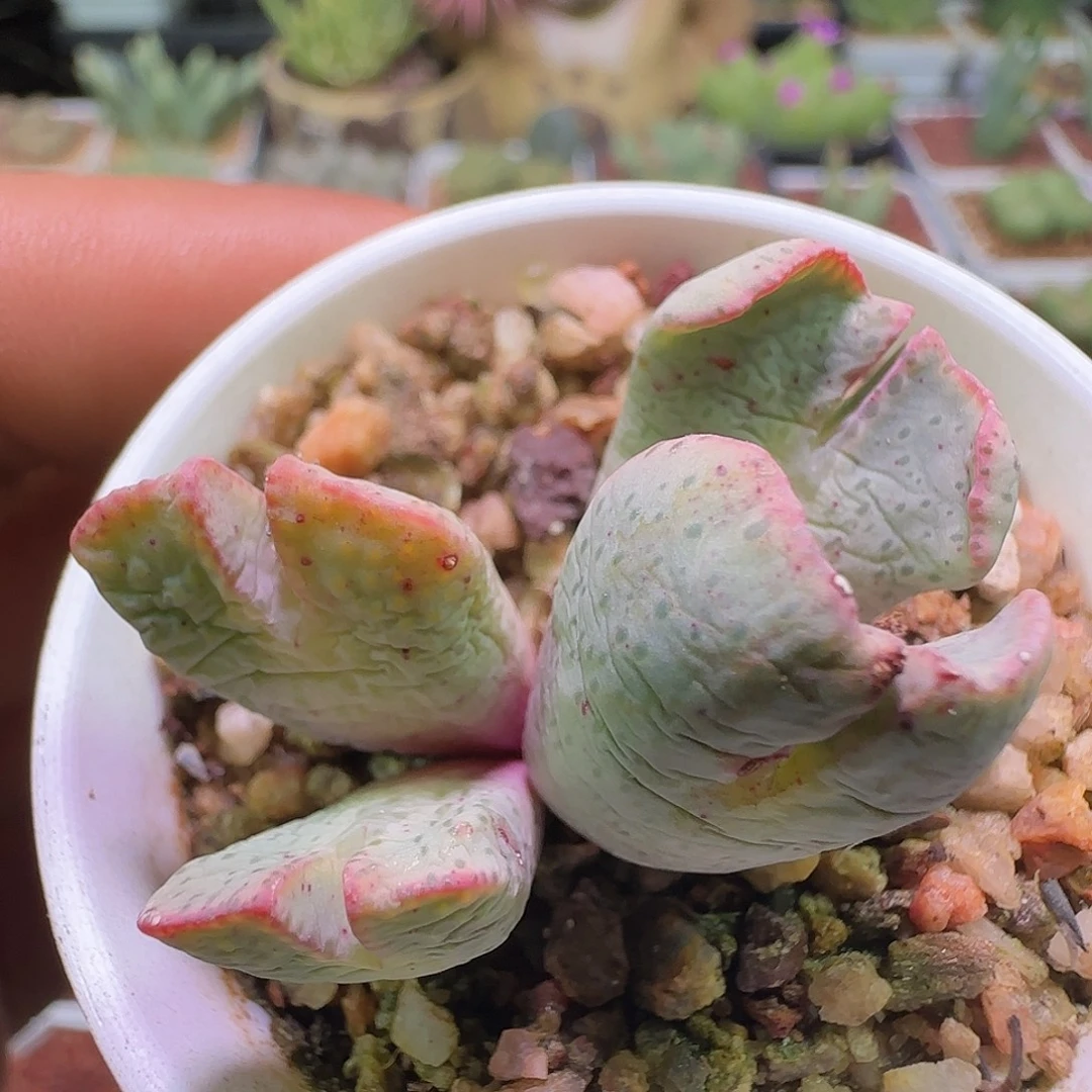 杂交紫士部。       028