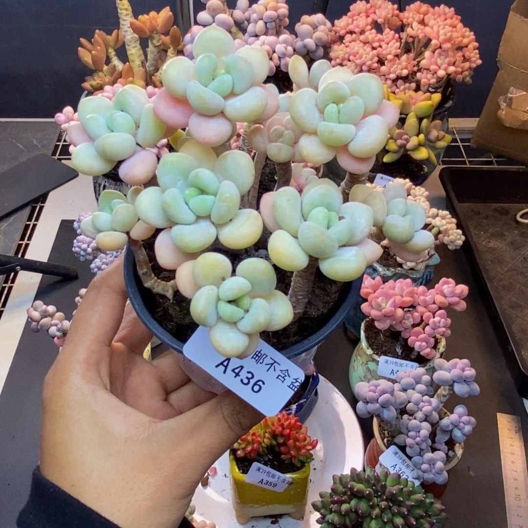 436白奶糖多肉8c m